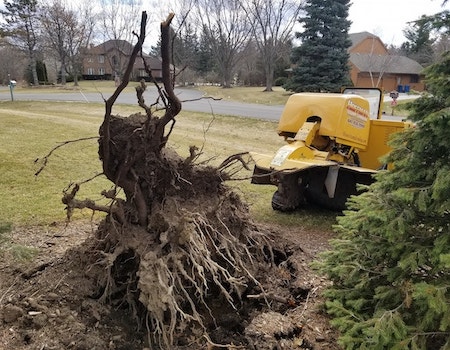 Stump removal Milwaukee
